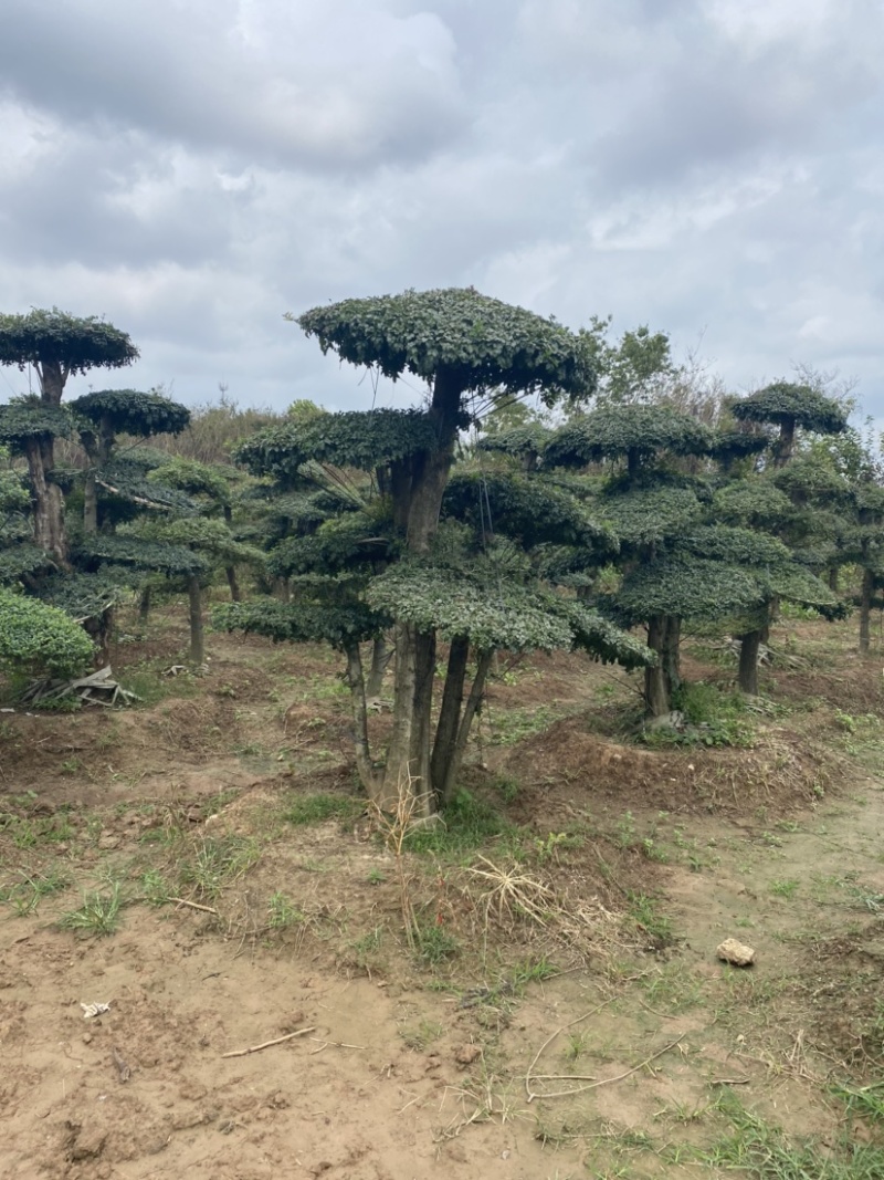 江苏沭阳造型黑松五针松基地直发货量充足量大从优