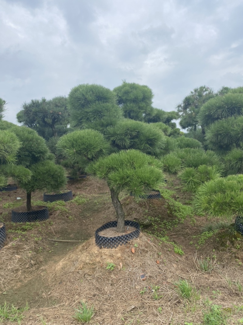 江苏沭阳造型黑松五针松基地直发货量充足量大从优