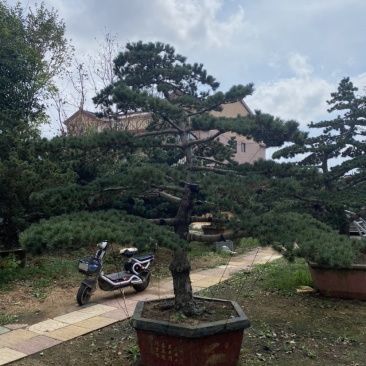 江苏沭阳造型黑松五针松基地直发货量充足量大从优