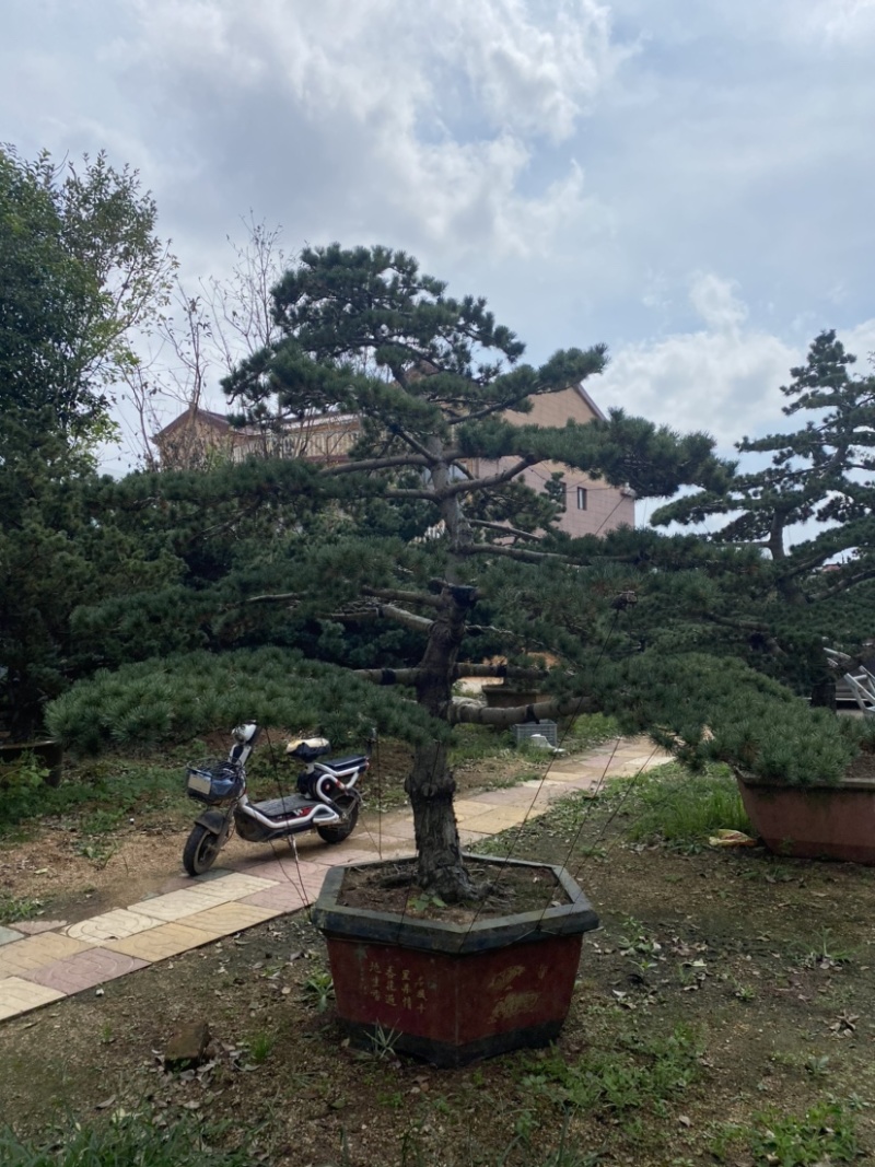 江苏沭阳造型黑松五针松基地直发货量充足量大从优