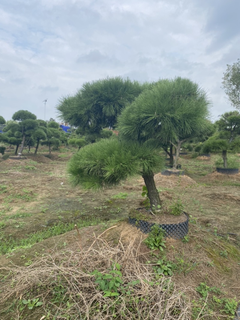江苏沭阳造型黑松五针松基地直发货量充足量大从优