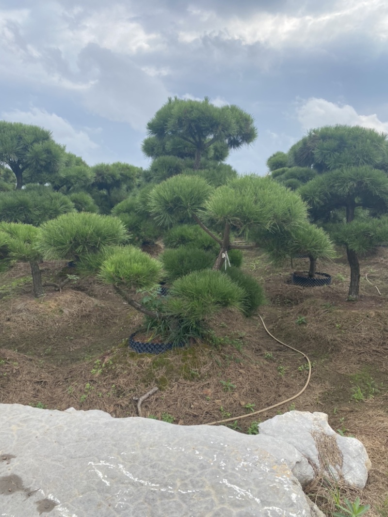 江苏沭阳造型黑松五针松基地直发货量充足量大从优