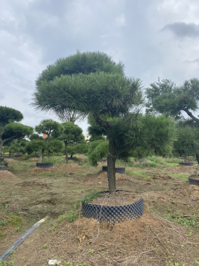 江苏沭阳造型黑松五针松基地直发货量充足量大从优