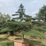江苏沭阳造型黑松五针松基地直发货量充足量大从优