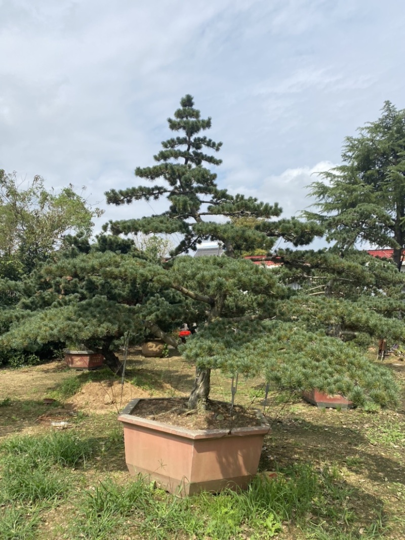 江苏沭阳造型黑松五针松基地直发货量充足量大从优