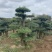 江苏沭阳造型黑松五针松基地直发货量充足量大从优
