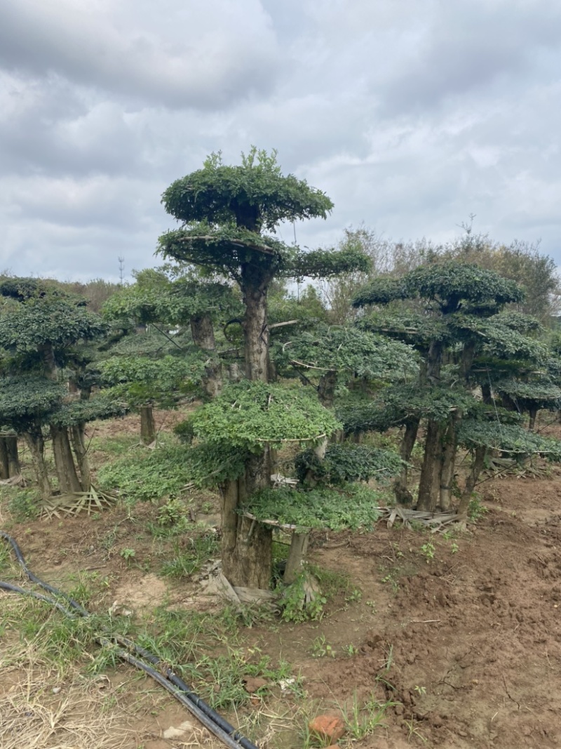 江苏沭阳造型黑松五针松基地直发货量充足量大从优