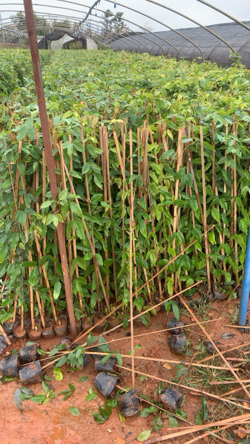 油麻藤云南产地直供量大从优油麻腾对接工程绿化等