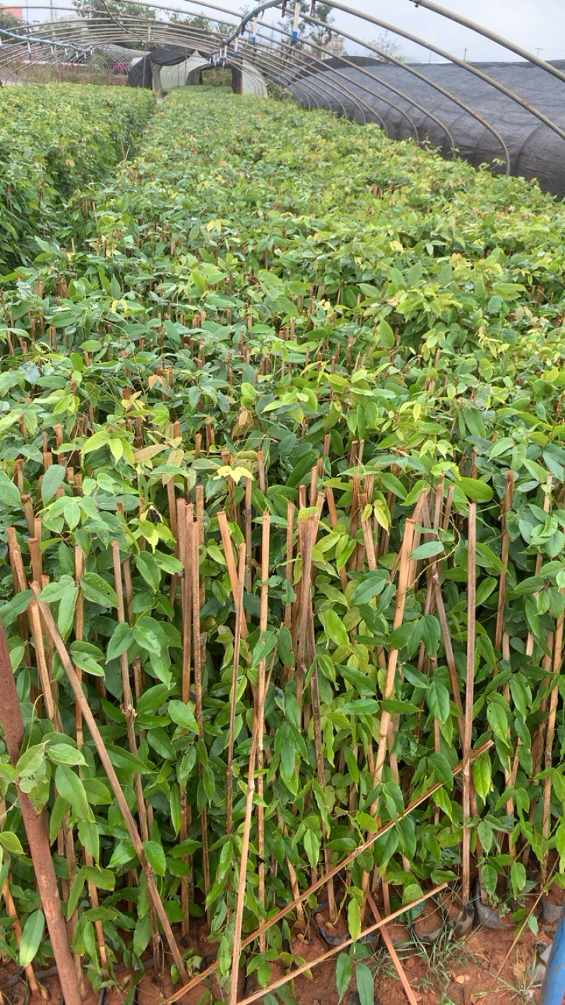 油麻藤云南产地直供量大从优油麻腾对接工程绿化等