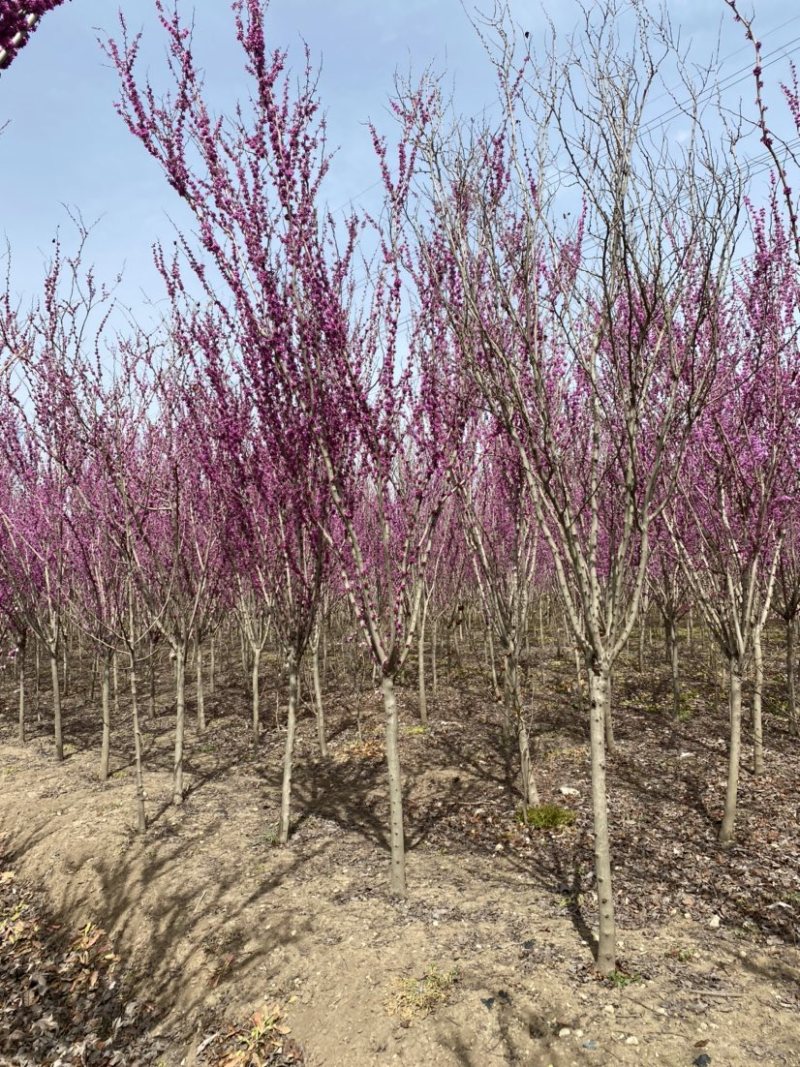 江苏沭阳精品紫荆单杆紫荆丛生紫荆产地直发货量充足