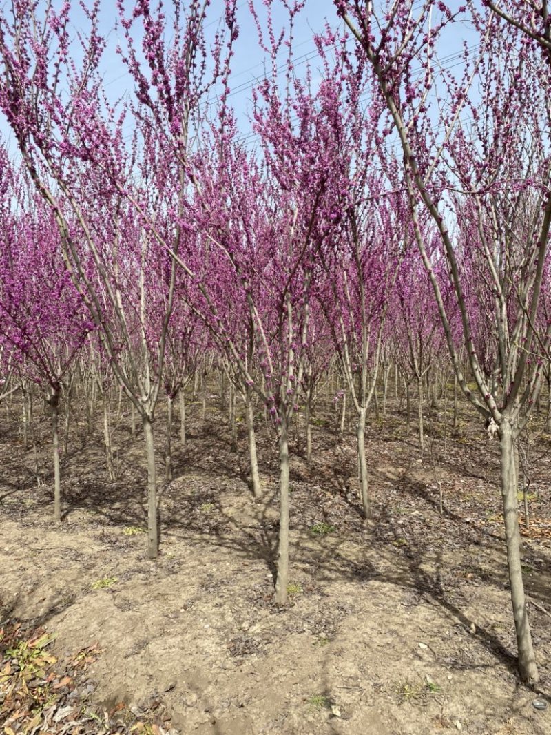江苏沭阳精品紫荆单杆紫荆丛生紫荆产地直发货量充足