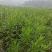 湖南郴州夹竹桃多头粉花夹竹桃红花夹竹桃绿化工程苗木大量供