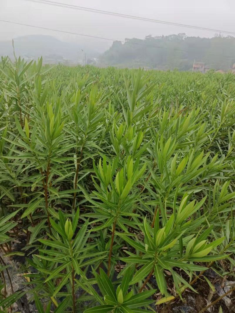 湖南郴州夹竹桃多头粉花夹竹桃红花夹竹桃绿化工程苗木大量供