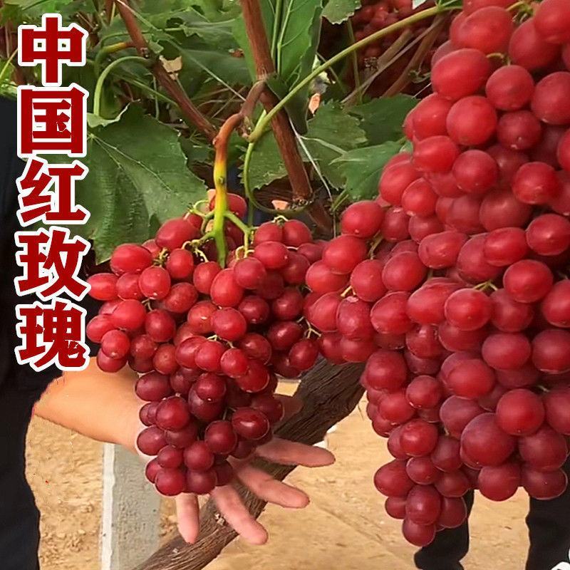 葡萄树苗中国红玫瑰，蓝宝石，阳光玫瑰，巨峰葡萄可以考察签