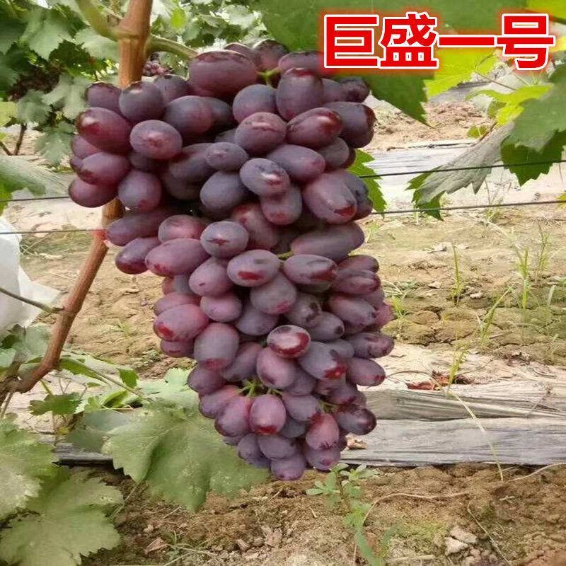 葡萄树苗中国红玫瑰，蓝宝石，阳光玫瑰，巨峰葡萄可以考察签