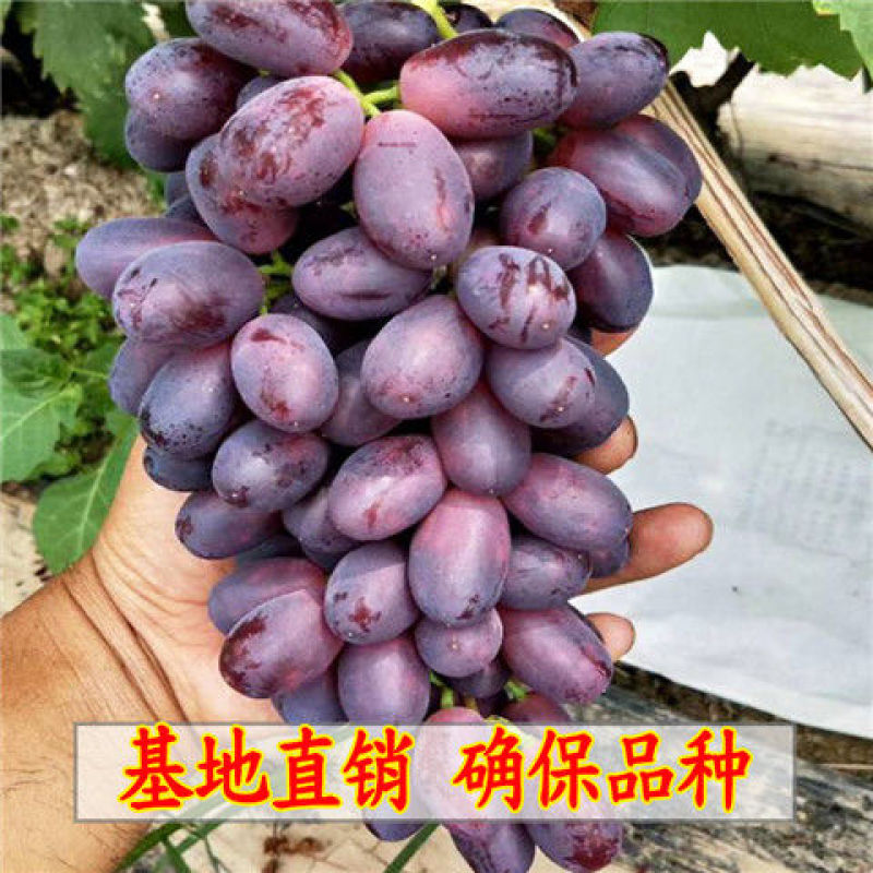 葡萄树苗中国红玫瑰，蓝宝石，阳光玫瑰，巨峰葡萄可以考察签