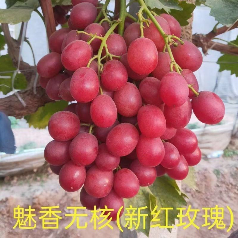 葡萄树苗中国红玫瑰，蓝宝石，阳光玫瑰，巨峰葡萄可以考察签