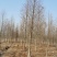 热销落羽杉中杉杉池杉，江苏宿迁沭阳县基地大量供应中。