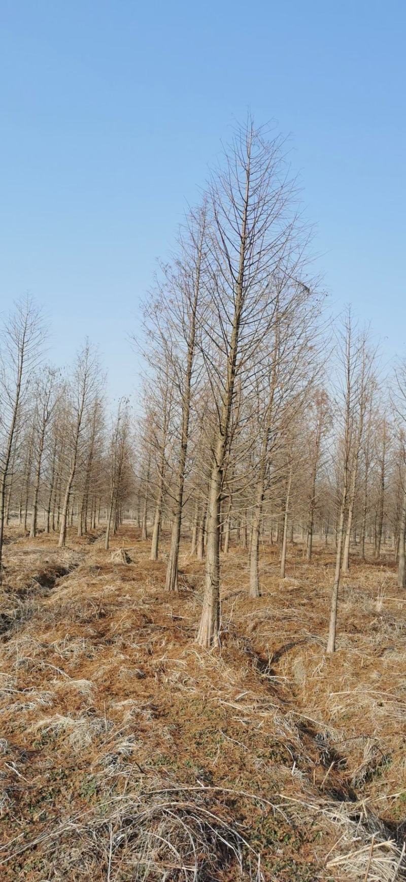 热销落羽杉中杉杉池杉，江苏宿迁沭阳县基地大量供应中。