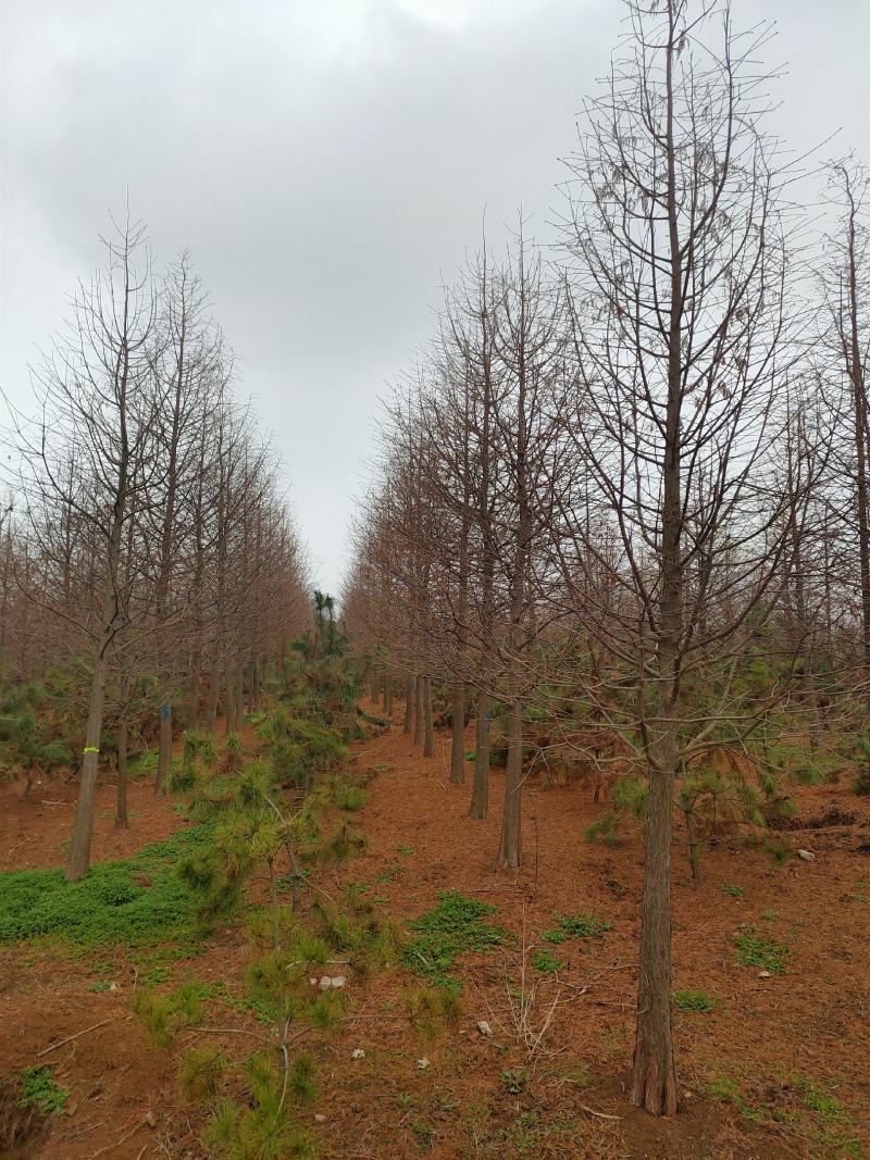 热销落羽杉中杉杉池杉，江苏宿迁沭阳县基地大量供应中。