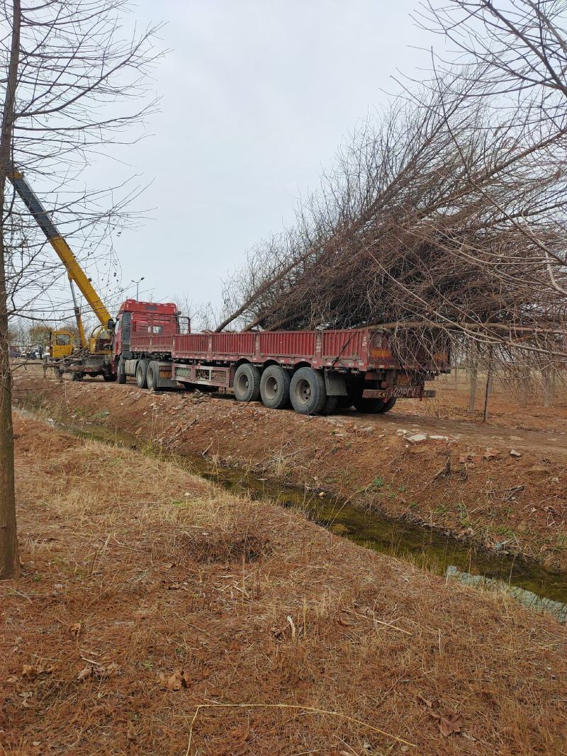 热销落羽杉中杉杉池杉，江苏宿迁沭阳县基地大量供应中。