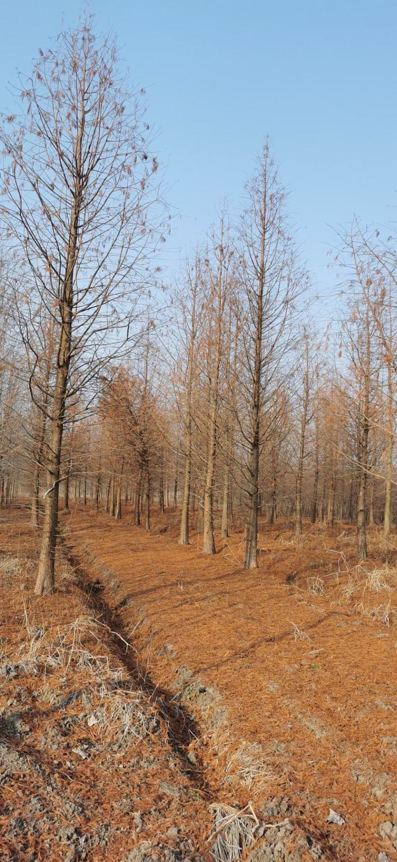 热销落羽杉中杉杉池杉，江苏宿迁沭阳县基地大量供应中。