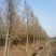 热销落羽杉中杉杉池杉，江苏宿迁沭阳县基地大量供应中。