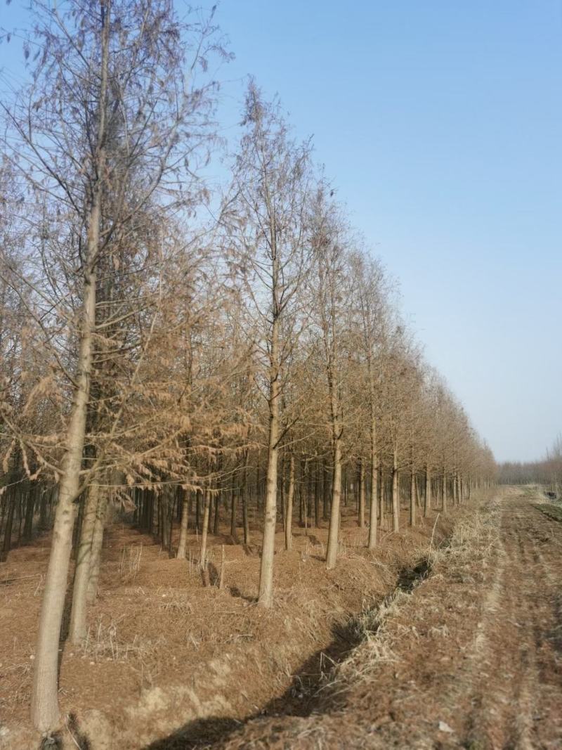 热销落羽杉中杉杉池杉，江苏宿迁沭阳县基地大量供应中。