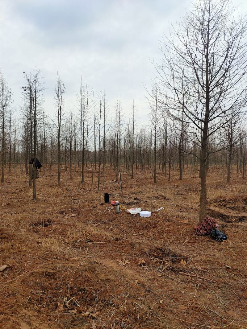 热销落羽杉中杉杉池杉，江苏宿迁沭阳县基地大量供应中。