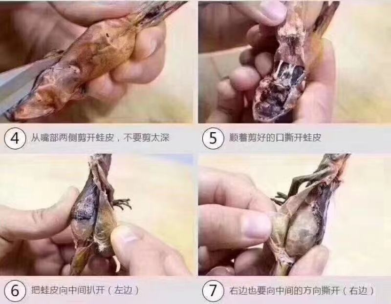 东北林下林蛤，林蛤，林蛤，林蛤，林蛤，林蛤