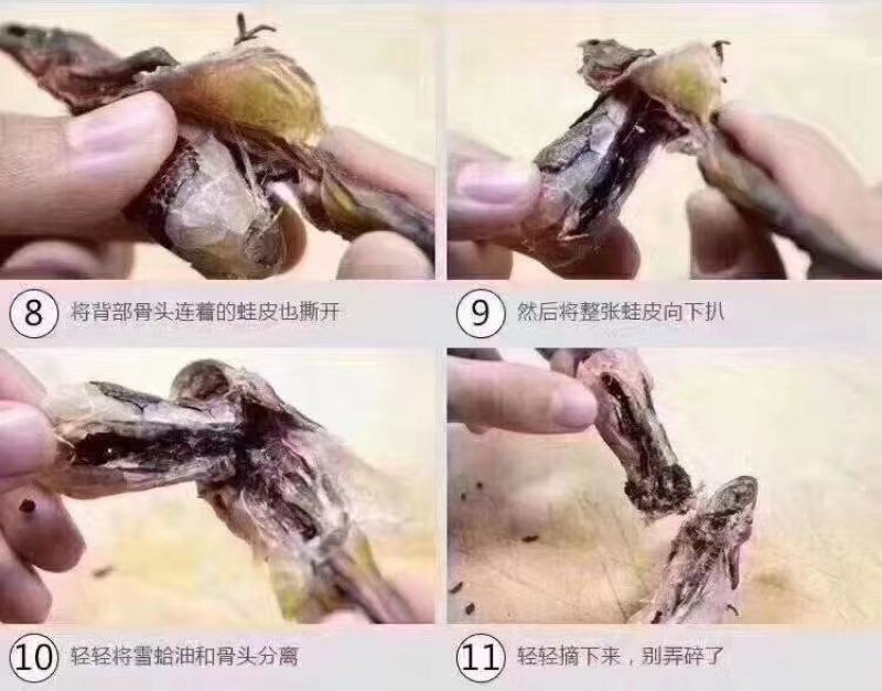 东北林下林蛤，林蛤，林蛤，林蛤，林蛤，林蛤
