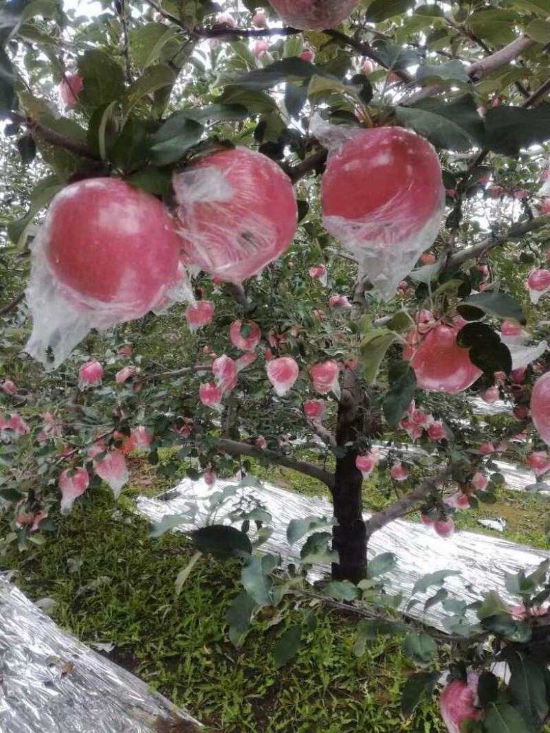 山西省运城市万荣县纸加膜红富士苹果，口感脆甜，可批发零售