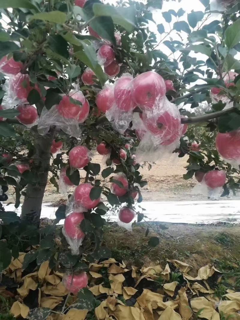 山西省运城市万荣县纸加膜红富士苹果，口感脆甜，可批发零售