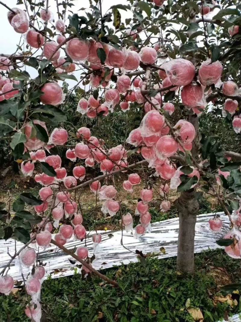 山西省运城市万荣县纸加膜红富士苹果，口感脆甜，可批发零售