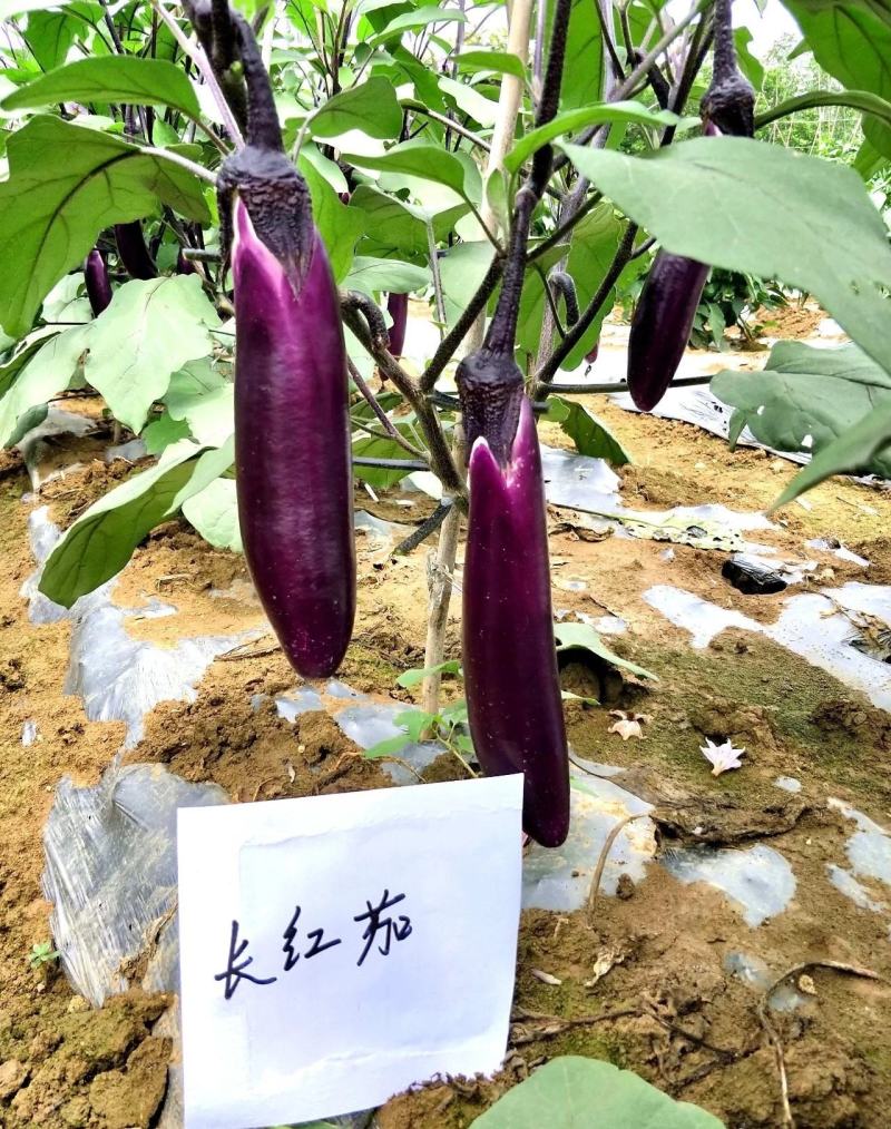 【厂家直销】长红茄种子早熟深红色茄子种籽红茄种子