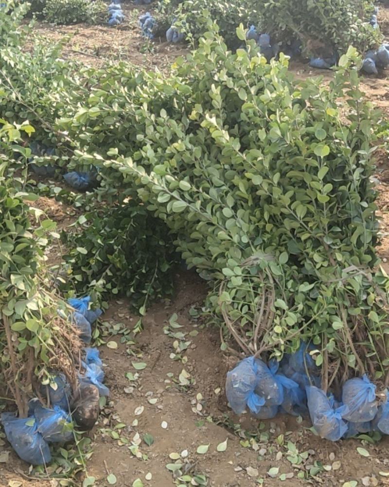 卫矛绿篱，50-70卫矛绿篱，卫矛基地直发