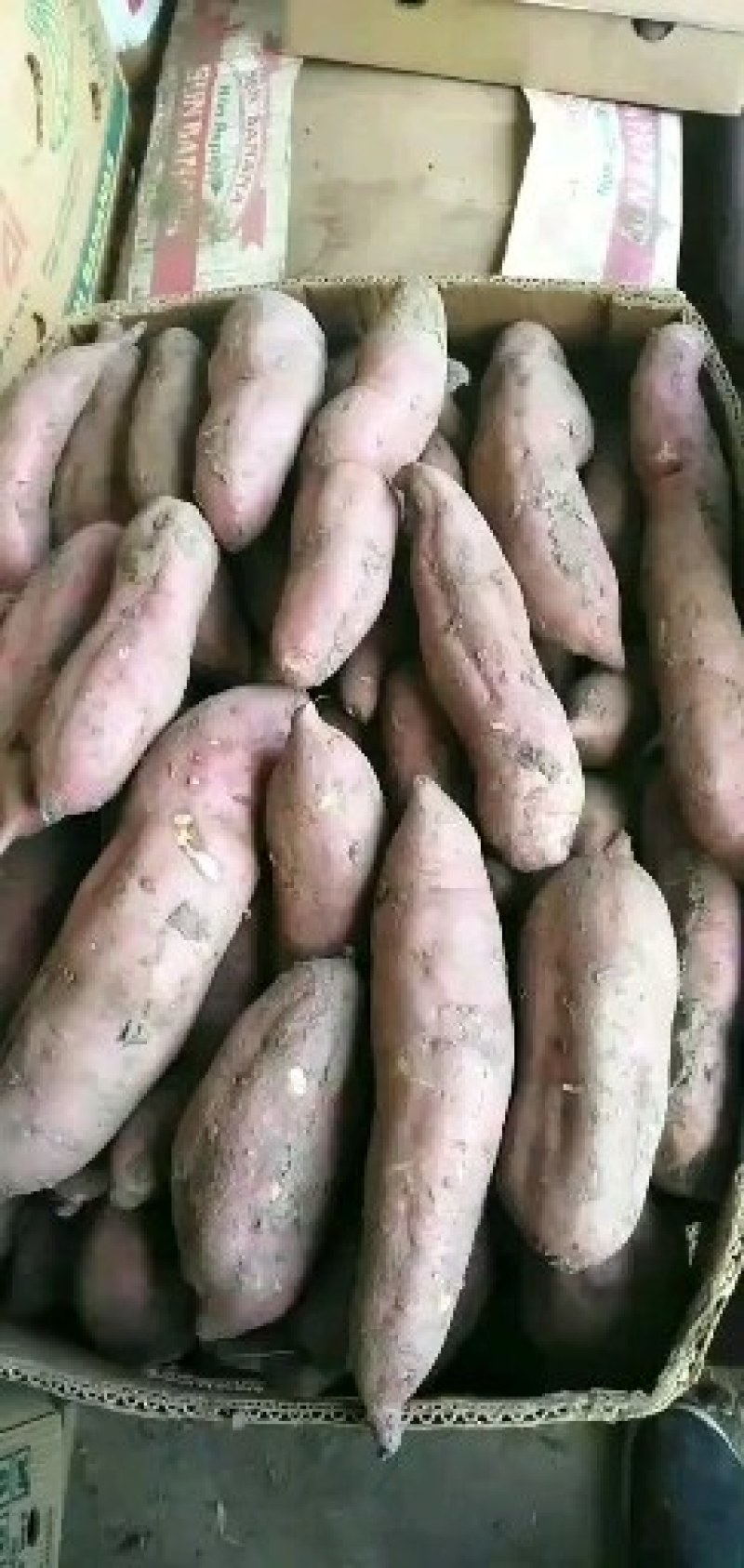 急售，急售老品种地瓜
