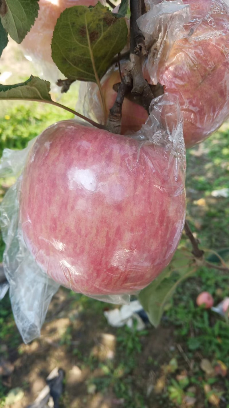 山西运城市纸加莫苹果大量上市。