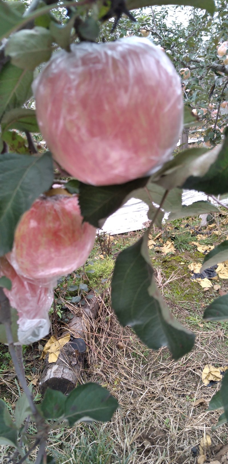 山西运城市纸加莫苹果大量上市。