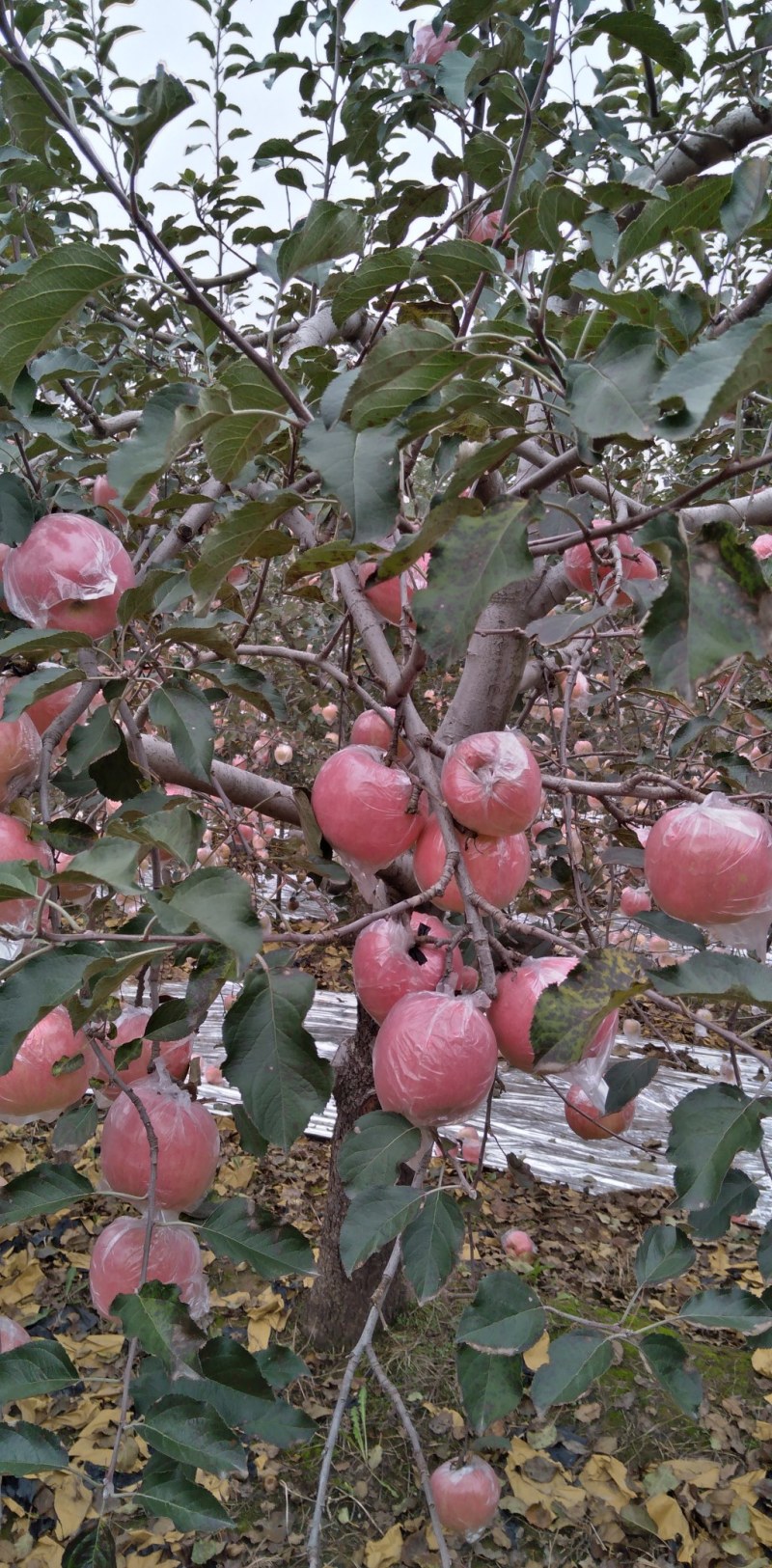 山西运城市纸加莫苹果大量上市。