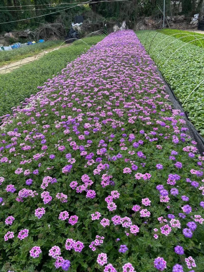 美女樱