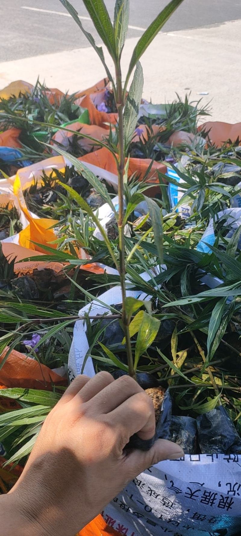 翠芦莉