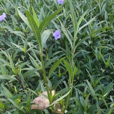 翠芦莉