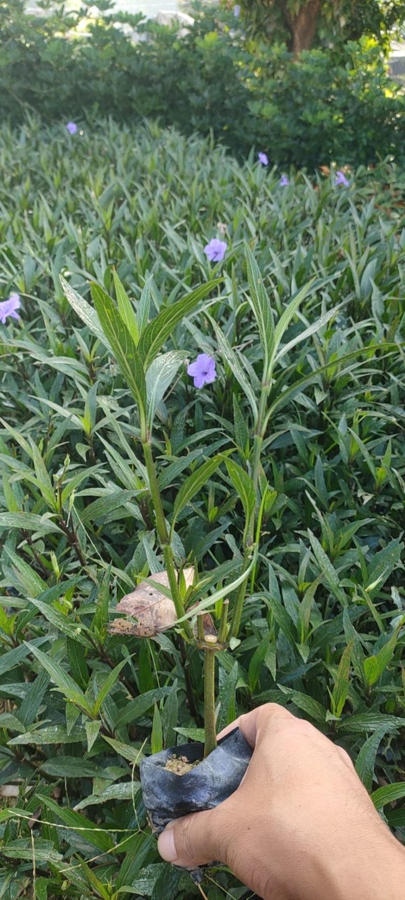 翠芦莉