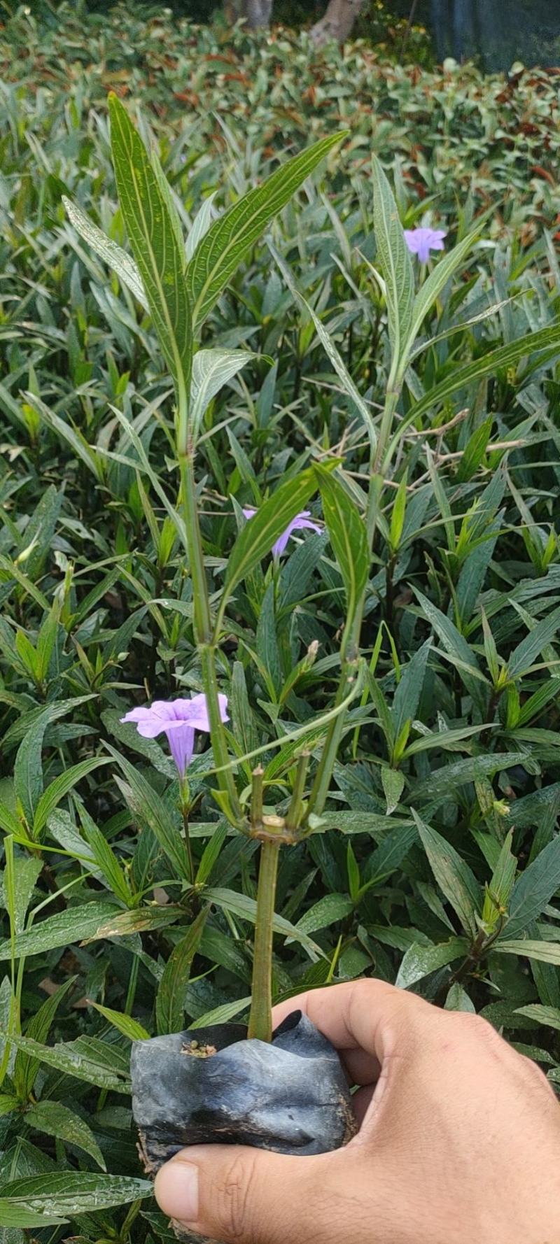 翠芦莉