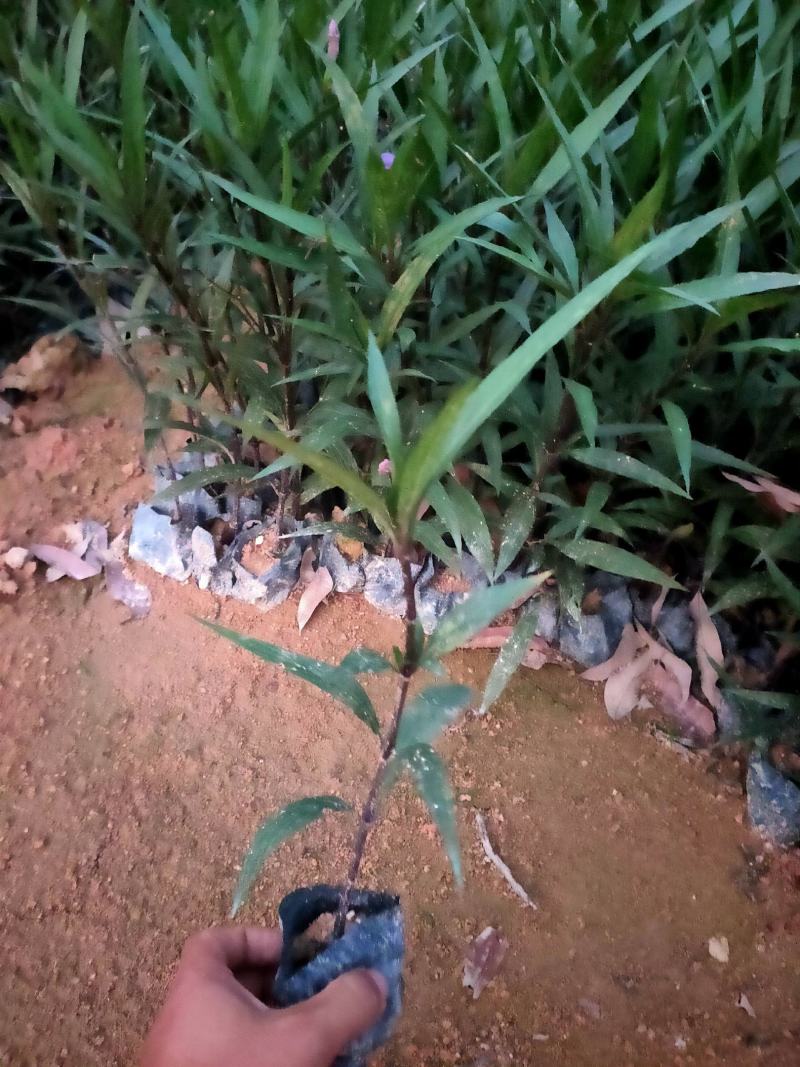 翠芦莉