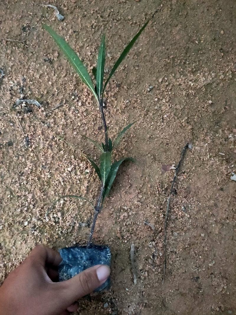 翠芦莉