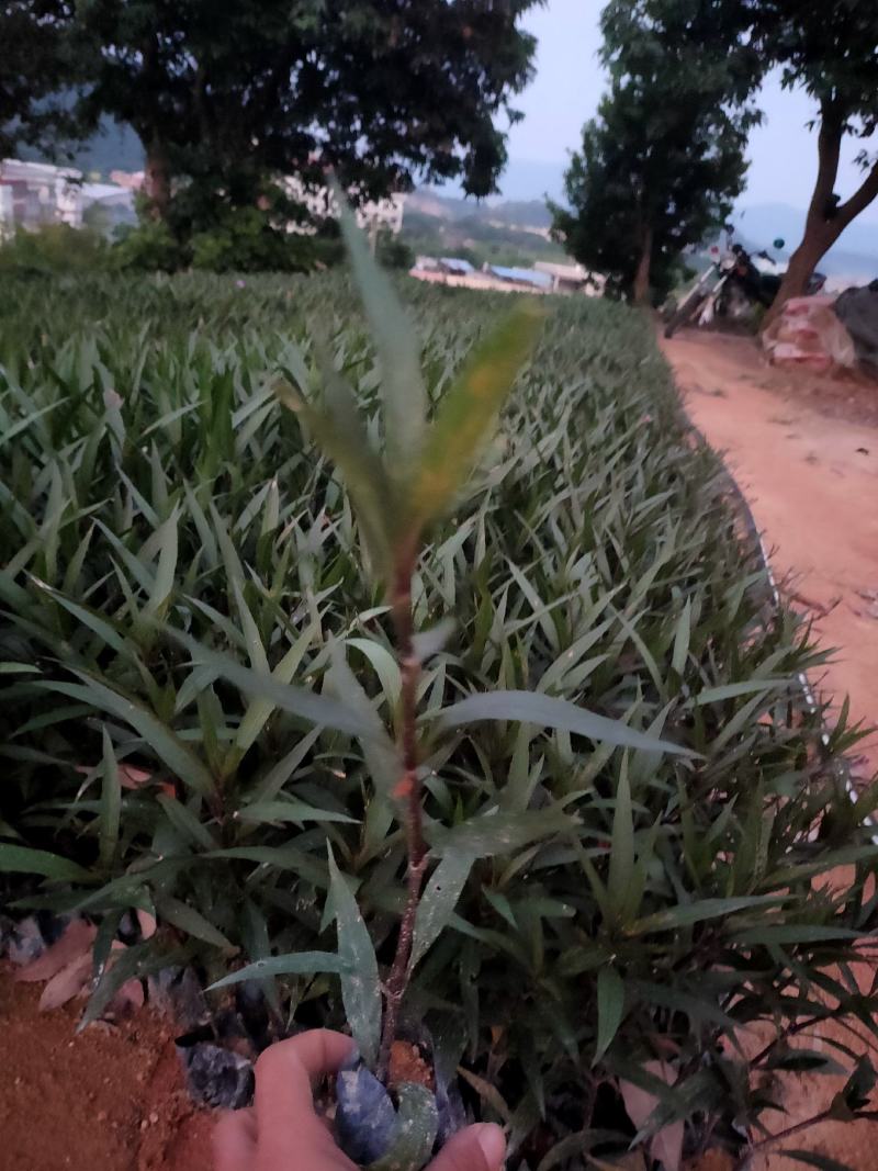 翠芦莉