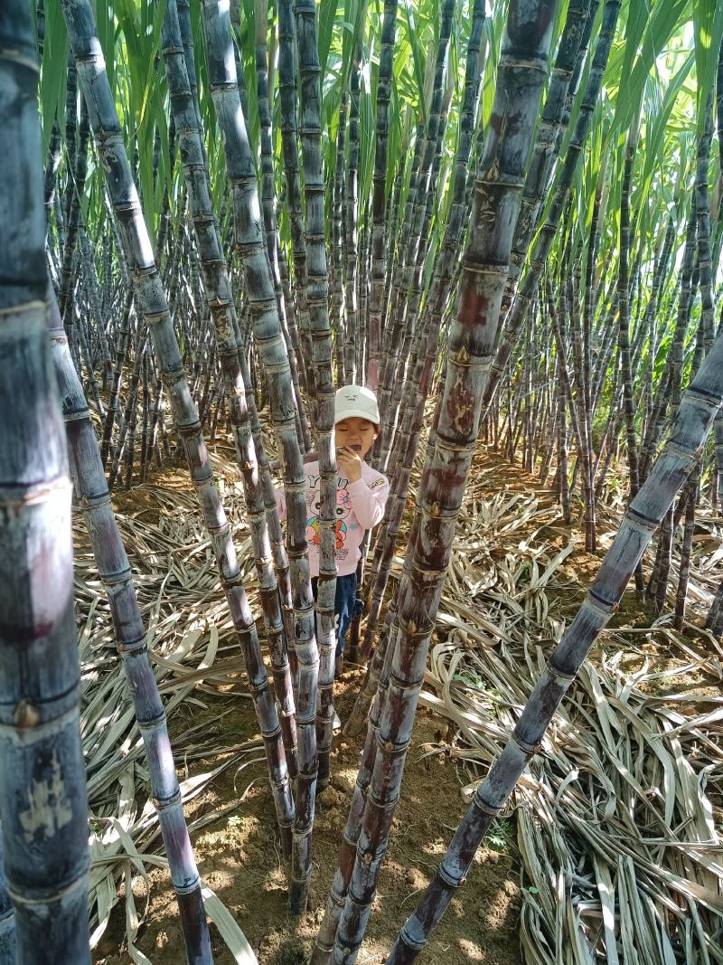 广西黑皮甘蔗，脆甜多汁甘蔗中含有丰富的糖分