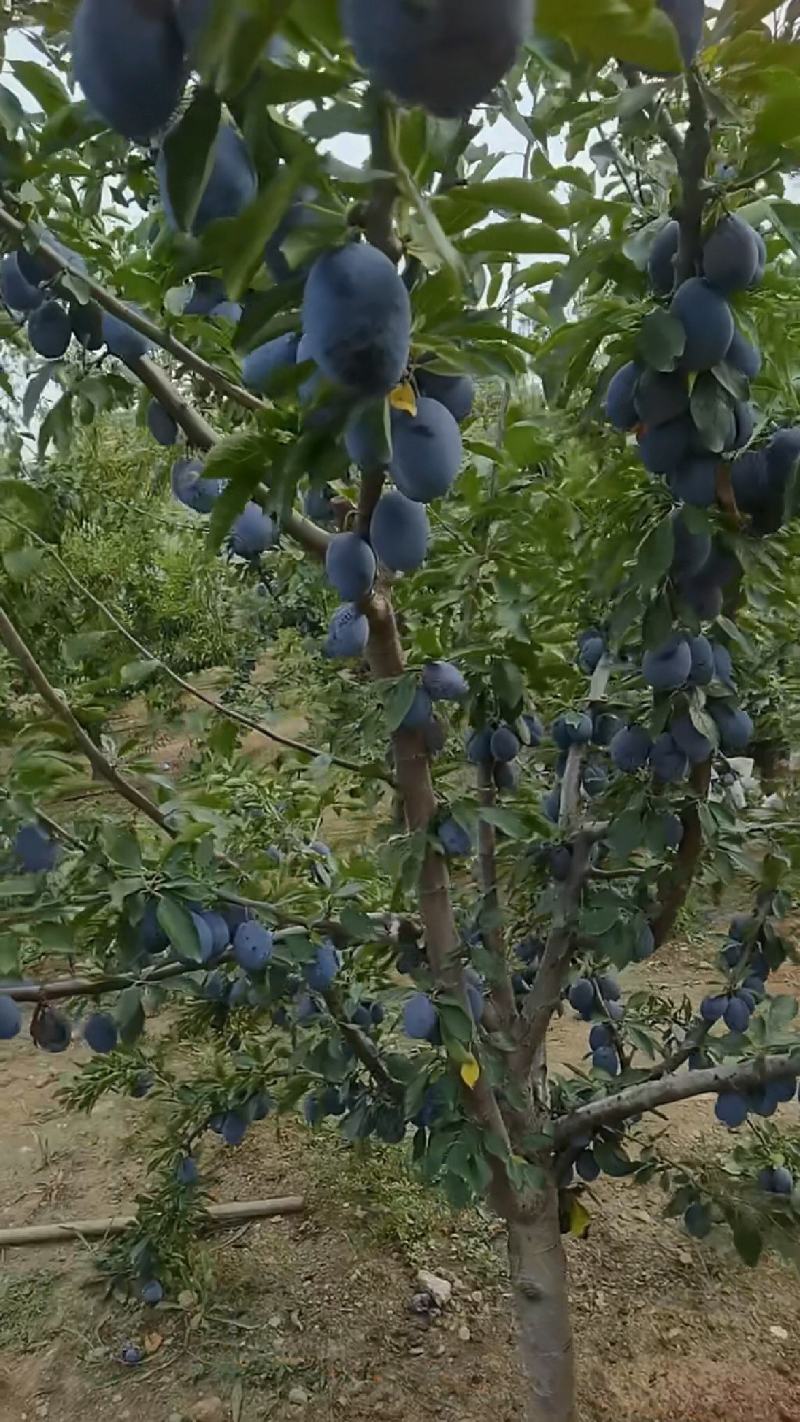李子苗味帝李子苗恐龙蛋西梅蓝蜜艾琳娜蒙娜丽沙蜂糖李子苗
